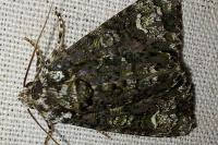 Craniophora ligustri