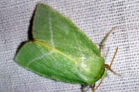 Bena bicolorana