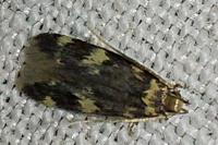 Oegoconia
