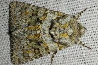 Hecatera dysodea