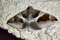Dysgonia algira