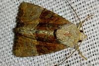 Mesoligia furuncula