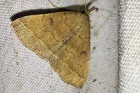 Zanclognatha lunalis