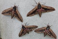 Sphinx ligustri