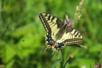 Papilio machaon
