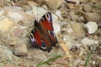Aglais io