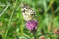 Melanargia galathea