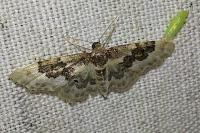 Idaea rusticata