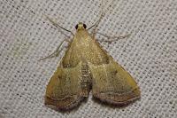 Endotricha flammealis
