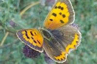 Lycaena phlaeas