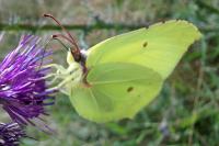 Gonepteryx rhamni