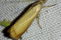Chrysoteuchia culmella