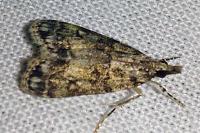 Eudonia mercurella