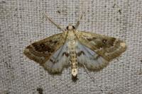 Parapoynx stratiotata