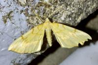 Gandaritis pyraliata