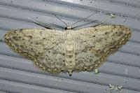 Idaea seriata