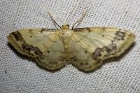 Idaea trigeminata