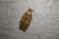 Hofmannophila pseudospretella