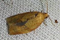 Clepsis consimilana