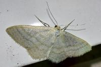 Idaea subsericeata