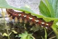 Acronicta rumicis