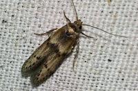 Blastobasis phycidella