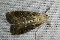 Parapoynx stratiotata