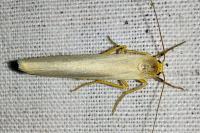 Eilema caniola