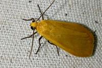 Wittia sororcula