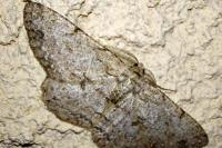 Hypomecis punctinalis