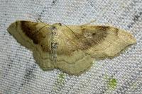 Idaea degeneraria
