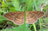 Idaea ochrata