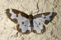 Lomaspilis marginata