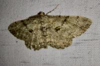 Peribatodes rhomboidaria