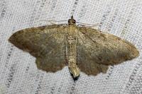 Philereme vetulata