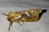 Korscheltellus lupulinus