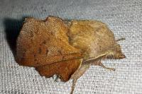 Phyllodesma tremulifolia