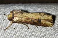 Axylia putris