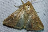 Mythimna albipuncta