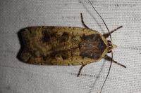 Noctua pronuba