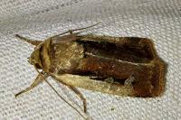 Ochropleura plecta