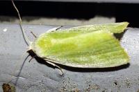 Earias clorana