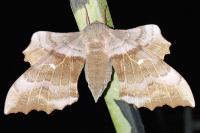 Laothoe populi