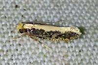 Monopis crocicapitella