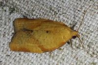 Clepsis consimilana