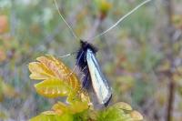 Adela reaumurella