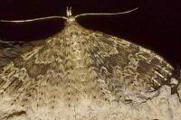 Alucita hexadactyla