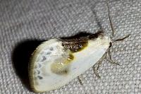 Cilix glaucata