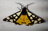 Arctia villica