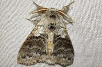 Calliteara pudibunda